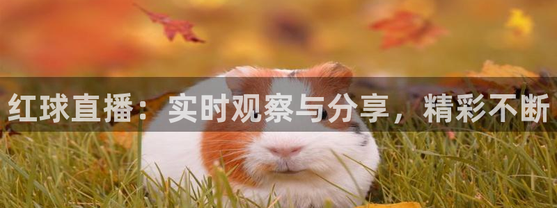 鲸鱼体育tv在线观看