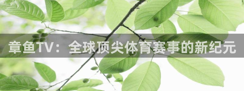 鲸鱼体育怎么看直播：章鱼TV：全球顶尖体育赛事的新纪元